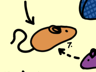 Rats